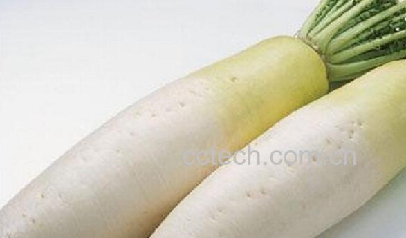 果蔬百科减肥的蔬菜-0