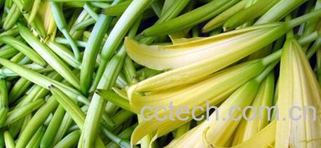 果蔬百科黄花菜-0