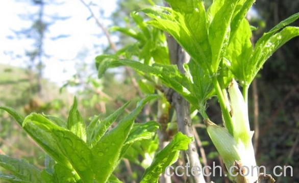 果蔬百科野菜刺五加-0