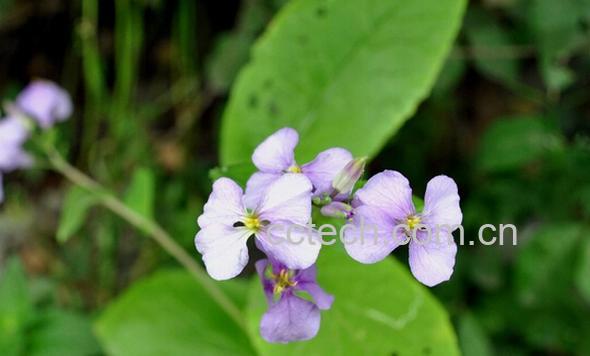 果蔬百科野菜二月兰-0