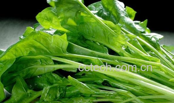果蔬百科菠菜与能与什么同吃-0