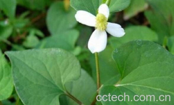 果蔬百科可以治癌症的野菜-0