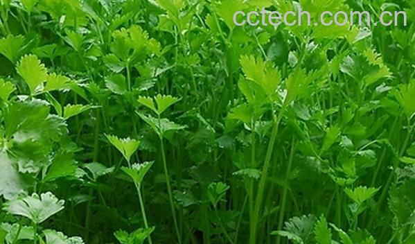 果蔬百科香菜的种植方法技巧-0