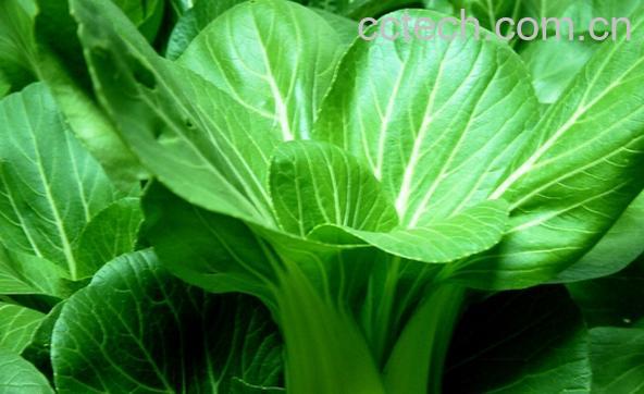 果蔬百科青菜-0