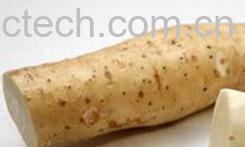 果蔬百科山药-0