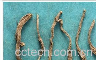 果蔬百科黄花菜根-0