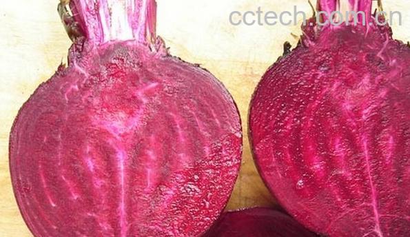 果蔬百科紫菜头-0