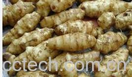 果蔬百科洋姜-0