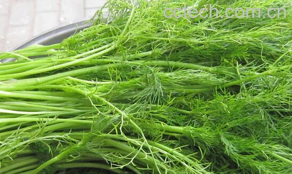 果蔬百科茴香菜-0