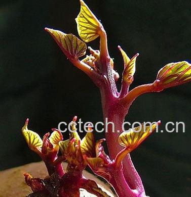 果蔬百科冬瓜-0