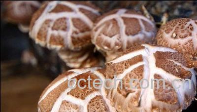 果蔬百科香菇-0