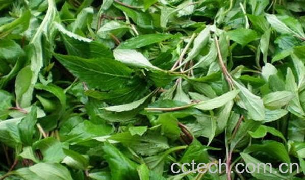 果蔬百科野菜的各种药用价值-0