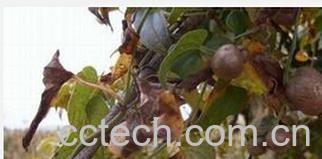 果蔬百科山药豆和山药-0