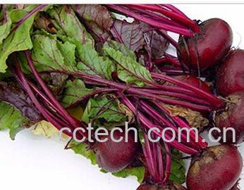 果蔬百科紫菜头-0