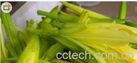 果蔬百科黄花菜-0