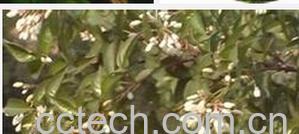 果蔬百科珍珠花菜-0