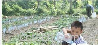 果蔬百科接丝瓜水-0