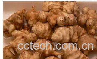 果蔬百科洋姜-0