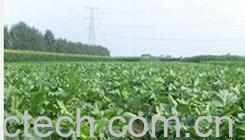 果蔬百科潍坊萝卜-0