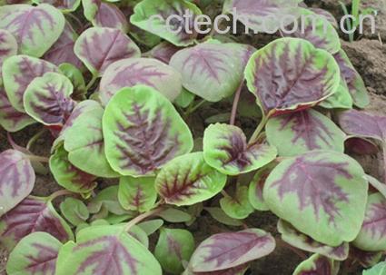 果蔬百科笕菜-0