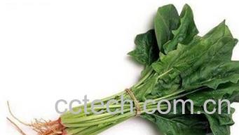 果蔬百科红根菠菜-0