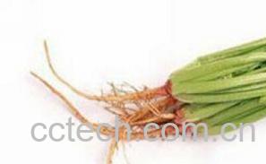 果蔬百科菠菜根-0