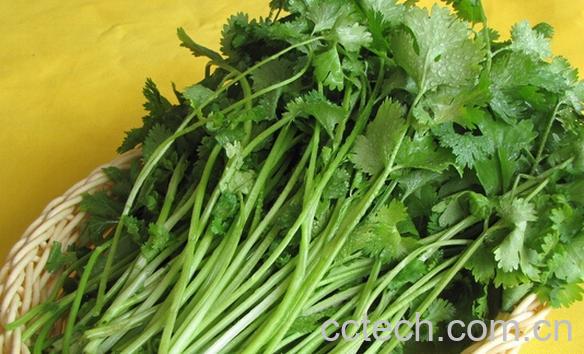 果蔬百科腌香菜-0