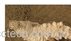 果蔬百科山胡萝卜-0