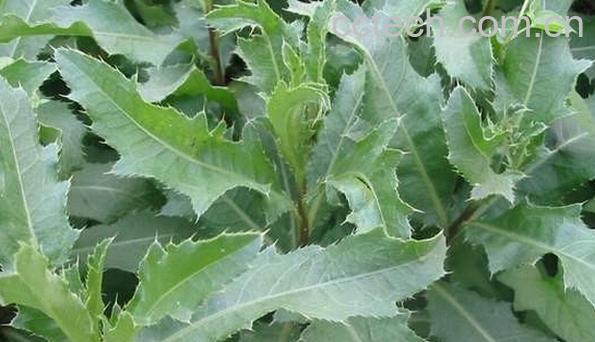 果蔬百科刺儿菜-0