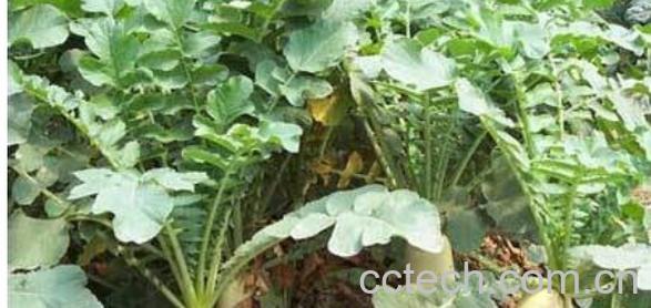 果蔬百科大萝卜-0