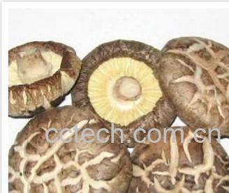 果蔬百科香菇-0