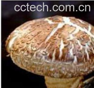 果蔬百科香菇青菜-0