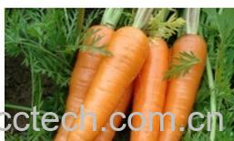 果蔬百科胡萝卜-0