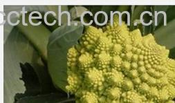 果蔬百科宝塔花菜-0