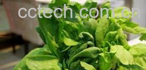 果蔬百科茼花菜-0