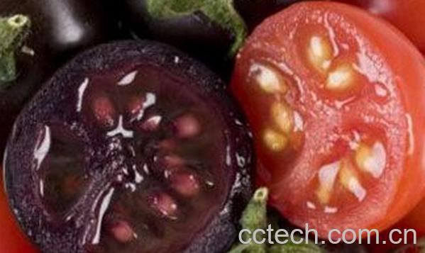 果蔬百科超级西红柿-0