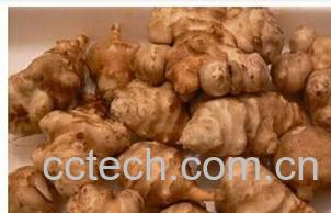 果蔬百科洋姜片-0