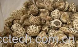 果蔬百科野生香菇-0