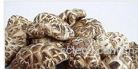 果蔬百科香菇-0