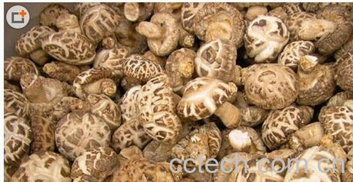 果蔬百科花菇与香菇-0