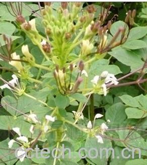 果蔬百科白色花菜-0