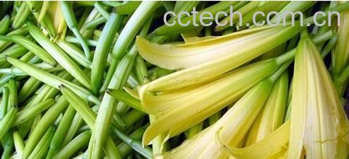 果蔬百科黄花菜-0