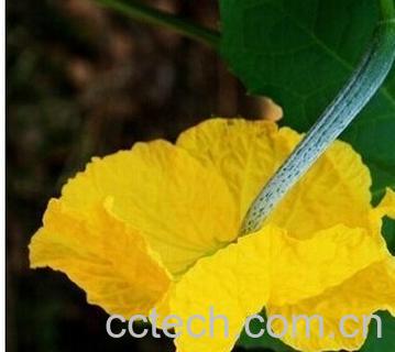 果蔬百科丝瓜花-0