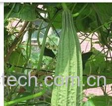 果蔬百科丝瓜-0