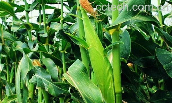 果蔬百科甜玉米种植-0
