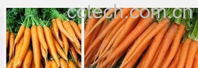 果蔬百科野胡萝卜-0