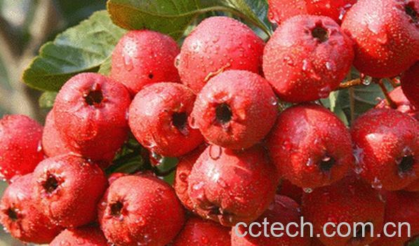 果蔬百科脑梗塞吃什么食物-0