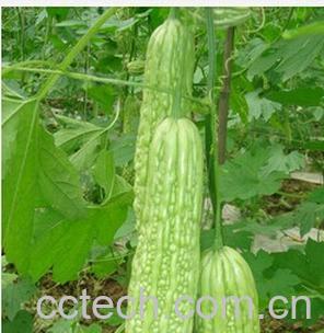 果蔬百科苦瓜-0