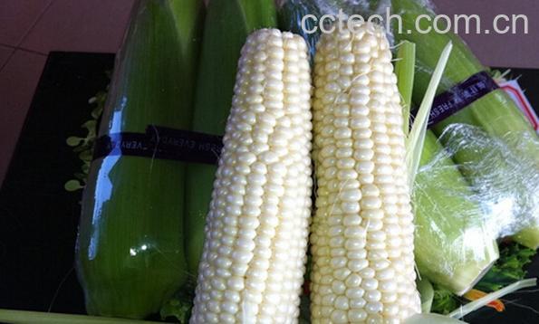 果蔬百科甜玉米-0