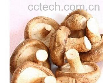 果蔬百科香菇-0